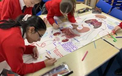 Blood Bones and Body Bits – Year 6